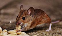 24 Hour & Emergency Exterminators in W Milton, OH
